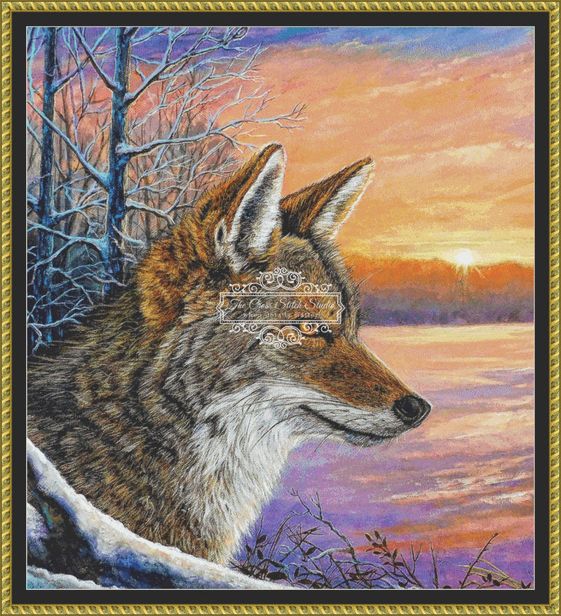 Daybreak Coyote