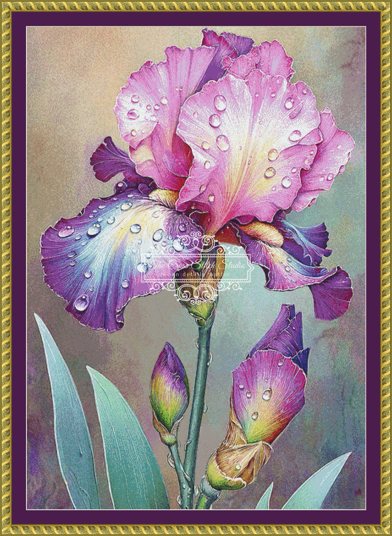 Colorful Iris