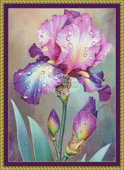Colorful Iris