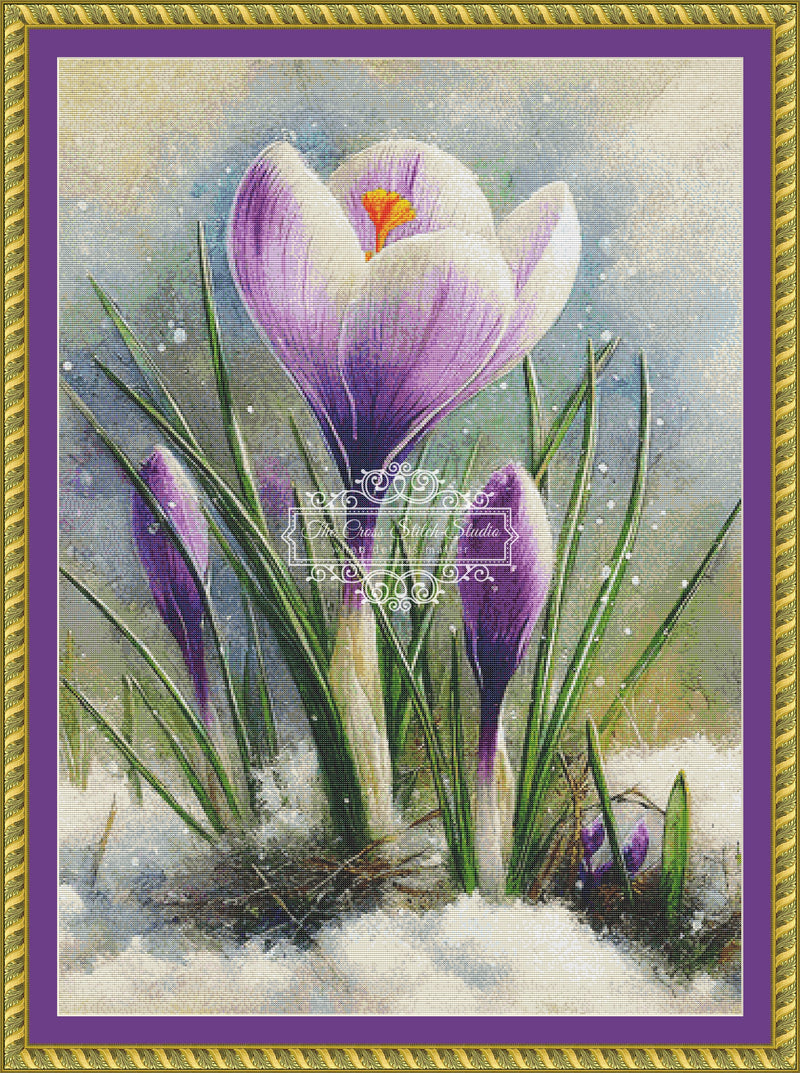 Crocus in The Snow