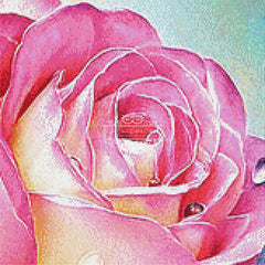 Colorful Rose