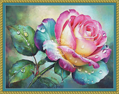 Colorful Rose