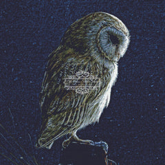 Silent Night Barn Owl