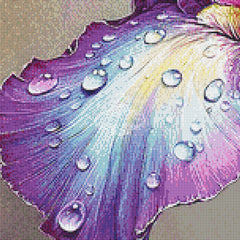 Colorful Iris