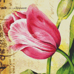 Tulips Seed Packet