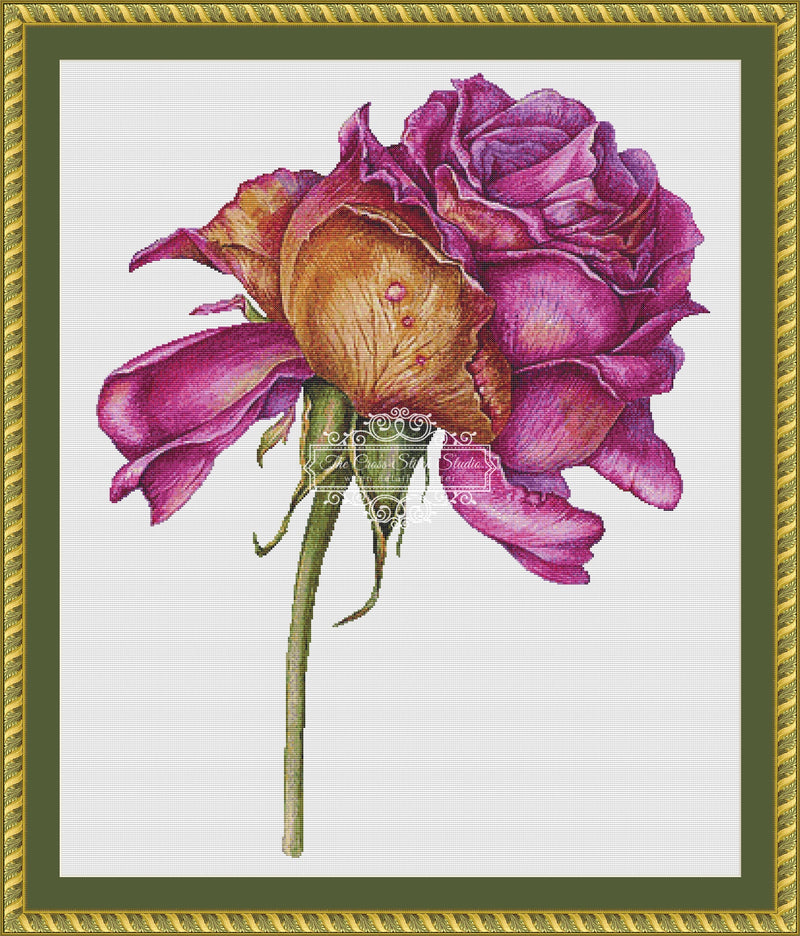 Withering Purple Rose
