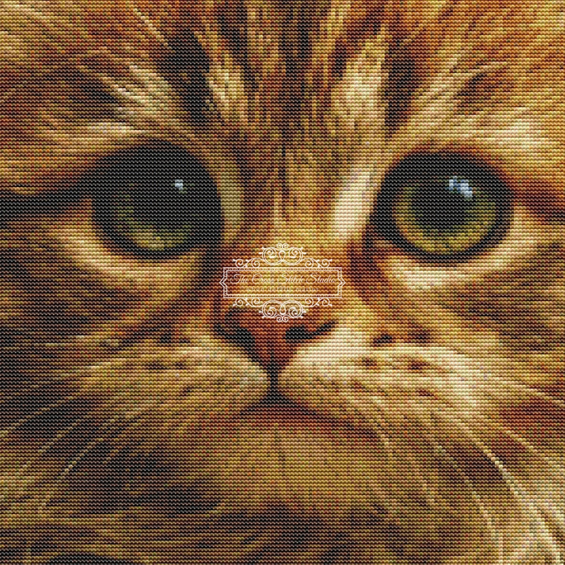 Fuzzy Wuzzy