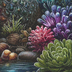 Mermaid’s Tail